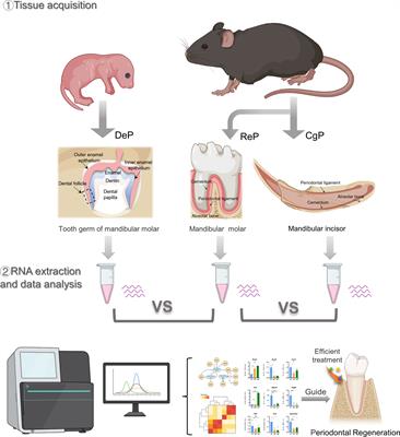 Transcriptome landscape comparison of periodontium in developmental and renewal stages